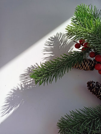 christmas tree branchの写真素材