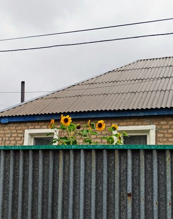 Sunflowers on the roof of a house against the sky.の写真素材