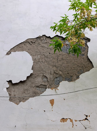 Broken wall with green leaf and old cement wall texture background.の写真素材