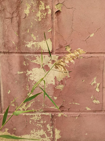 Dry reed on the background of the old brick wall.の写真素材