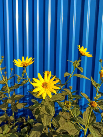 Yellow flowers on a background of a blue metal fence. Yellow flowers in the garden.の写真素材