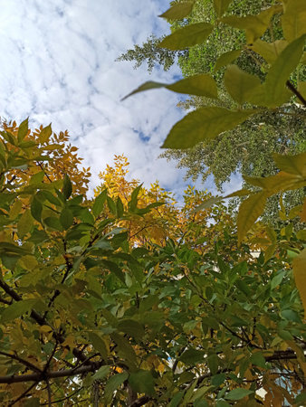 Yellow leaves on the branches of a tree against the sky with cloudsの写真素材