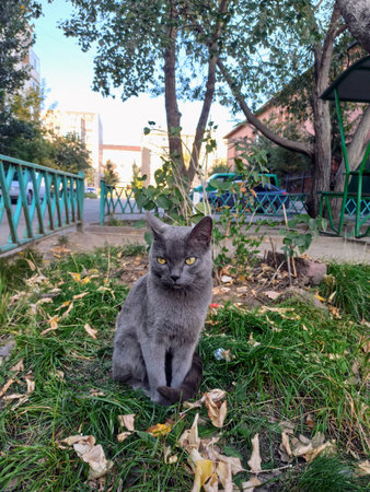 Cat sitting on the grass in the park. Colorful autumn background.の写真素材