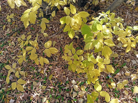 Autumn leaves on the ground in the park, close-upの写真素材
