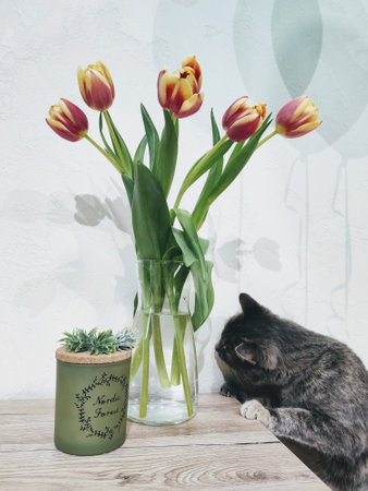 Bouquet of tulips in a glass vase and a cat on a wooden tableの写真素材