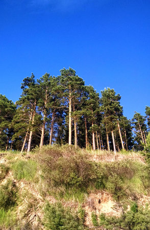 Pine trees on a hillside against the background of blue skyの写真素材