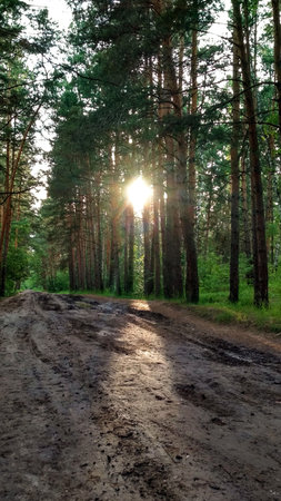 Dirt road through the forest with sunbeams in the background