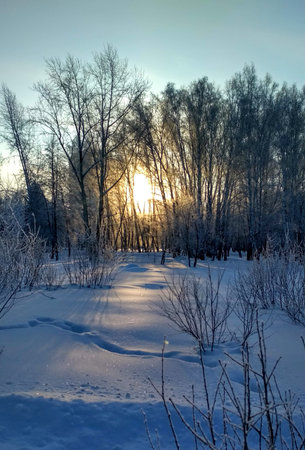 Sunset in the winter forest. Beautiful winter landscape with trees and snowの写真素材