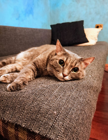 Cute cat lying on sofa in living room, looking at cameraの写真素材