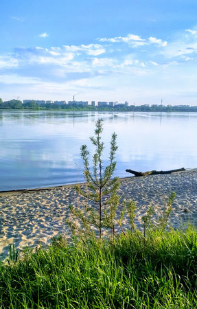 A small tree on the shore of the Dnieper river in Kiev, Ukraine