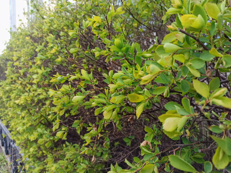 Close-up of green leaves on a bush. Natural background.