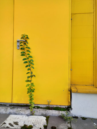 Green Creeper Plant Growing on Yellow Door. Vertical Image Compositionの写真素材