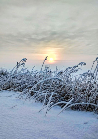 Winter landscape with frosted grass and the sun in the background.の写真素材