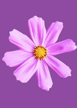 Cosmos flower isolated on purple background. Close-up. Nature.の写真素材