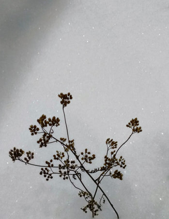 Frozen plants in the snow. Winter background with snowflakesの写真素材