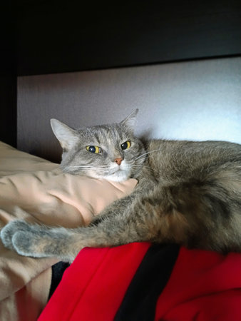 beautiful gray cat sleeps on the bed in the bedroom, close-upの写真素材