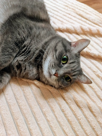 Cute gray cat with green eyes lying on the bed at home