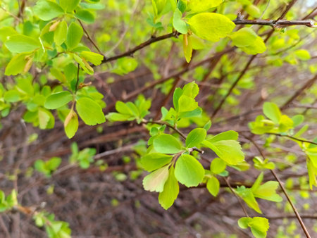 Green leaves on the branches of a bush in the spring. Natural backgroundの写真素材