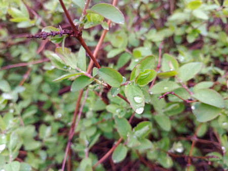 Drops of dew on the green leaves of a bush.の写真素材