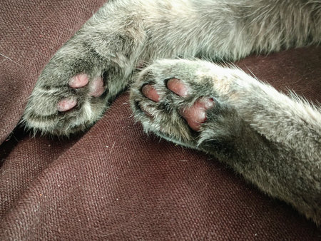 Cat's feet on the sofa, close-up of the pawの写真素材