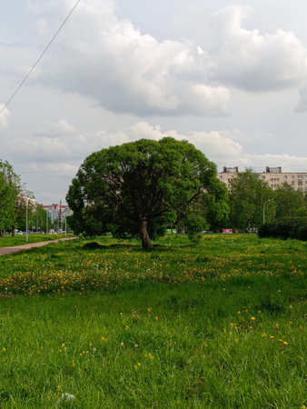 Big green tree on a meadow in the center of the cityの写真素材