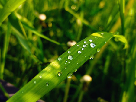 Green grass with dew drops close-up. Natural background.の写真素材