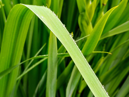 Water drops on a blade of grass in the morning dew.の写真素材