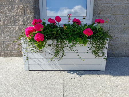 Flowerpot with red geraniums in front of the windowの写真素材