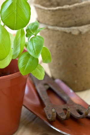 green basil sprouts in a pot and garden tools on a wooden tableの写真素材