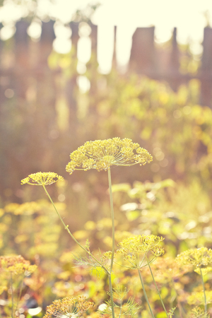 autumn still life with flowering dill in a rustic vegetable garden in vintage style (toning)の写真素材