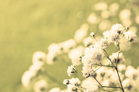 gypsophila in vintage style (toning)の写真素材