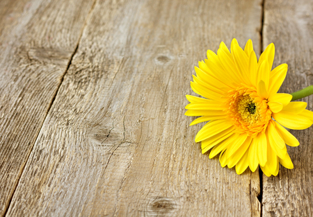 Yellow gerbera on a wooden backgroundの写真素材