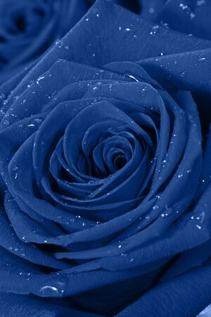 Color of the year 2020 classic blue.  rose macro with water dropletsの写真素材