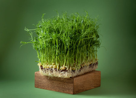 growing sprouts of peas on a wooden box on a green background close-up. microgreens, healthy eating
