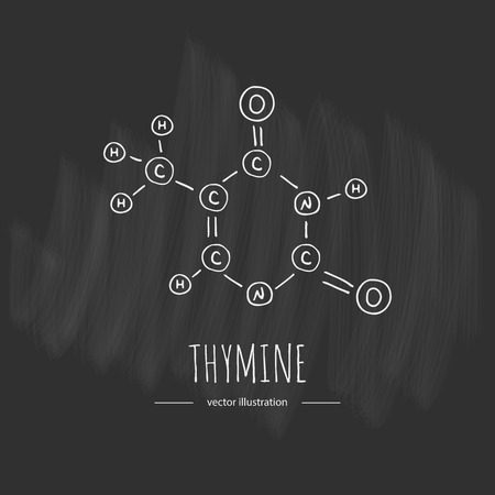 Hand drawn doodle Thymine chemical formula icon Vector illustration nitrogenous base symbol Cartoon sketch genome element DNA component on chalkboard background Carbon Atom Nitrogen Molecule Bondのイラスト素材