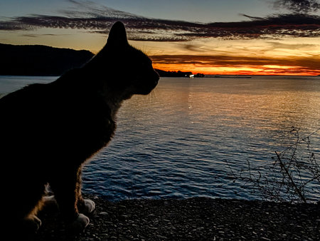 A peaceful and serene silhouette of a cat against an incredibly stunning sunset over the calm waterの写真素材