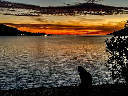 A stunning and beautiful silhouette of a cat is framed against a vibrant and colorful sunset by the waters edgeの写真素材