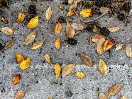 closeup of fallen leaves on textured surface, natural array of dried leaves with berries on pavementの写真素材