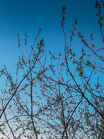 delicate bare branches against clear sky, silhouetted on gradient blue dusk, tiny buds hinting spring, park vista, crisp cool light, minimalist composition emphasizing patternの写真素材