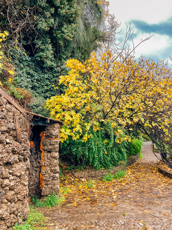 narrow country path under yellow flowering tree and cloudy sky, scattered leaves, damp soil and verdant slope offer moody hikingの写真素材