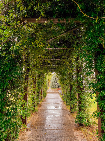 Green vine covered pergola leading path, landscape photographer framing shot, wet stone walkway, dappled light through canopy,の写真素材