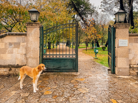 stray dog waiting at ornate gate on wet cobblestone entrance of historic park, open wrought-iron gatesの写真素材