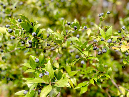 wild blueberry bush heavy with ripe berries, sunlit leaves and morning dew, shallow depth of field highlights cluster texture,の写真素材