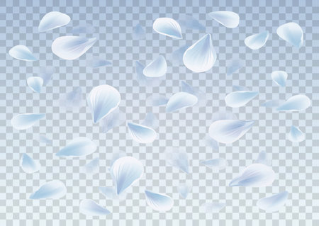 Petals Roses Flowers. White sakura flying petals isolated on light Blue transparent background. Vector EPS 10 cmykのイラスト素材