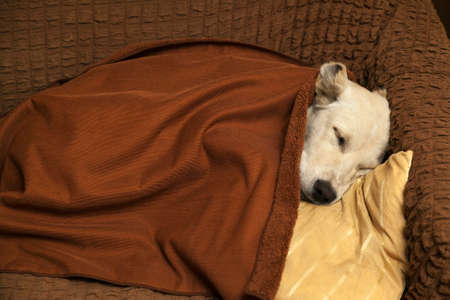 White dog sleeping on the sofa covered with a light brown blanket. High quality photoの写真素材