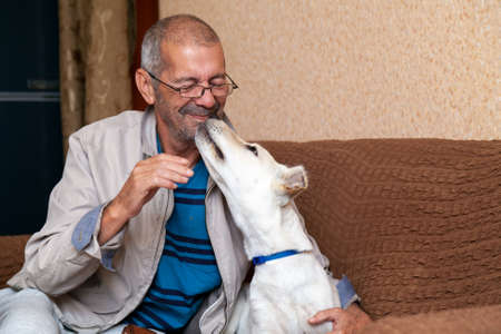 A white dog tries to lick its masters nose. High quality photo.の写真素材