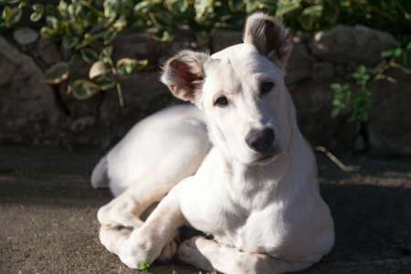 Georgian mountain dog puppy lies on the asphalt and looks at us on the background of foliageの写真素材