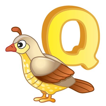 English alphabet. Poster for kindergarten and preschool. Cards for learning English. Letter q. Quailのイラスト素材