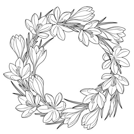 Frame with black and white spring flowers crocuses. Coloring book for adults for relaxation and meditation. Vector isolated elementsのイラスト素材