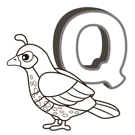 Coloring book alphabet with capital letters of the English and cute cartoon animals and things. Coloring page for kindergarten and preschool. Cards for learning English. Letter q. Quailのイラスト素材